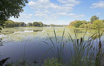 Lake with lush natural surrounding
